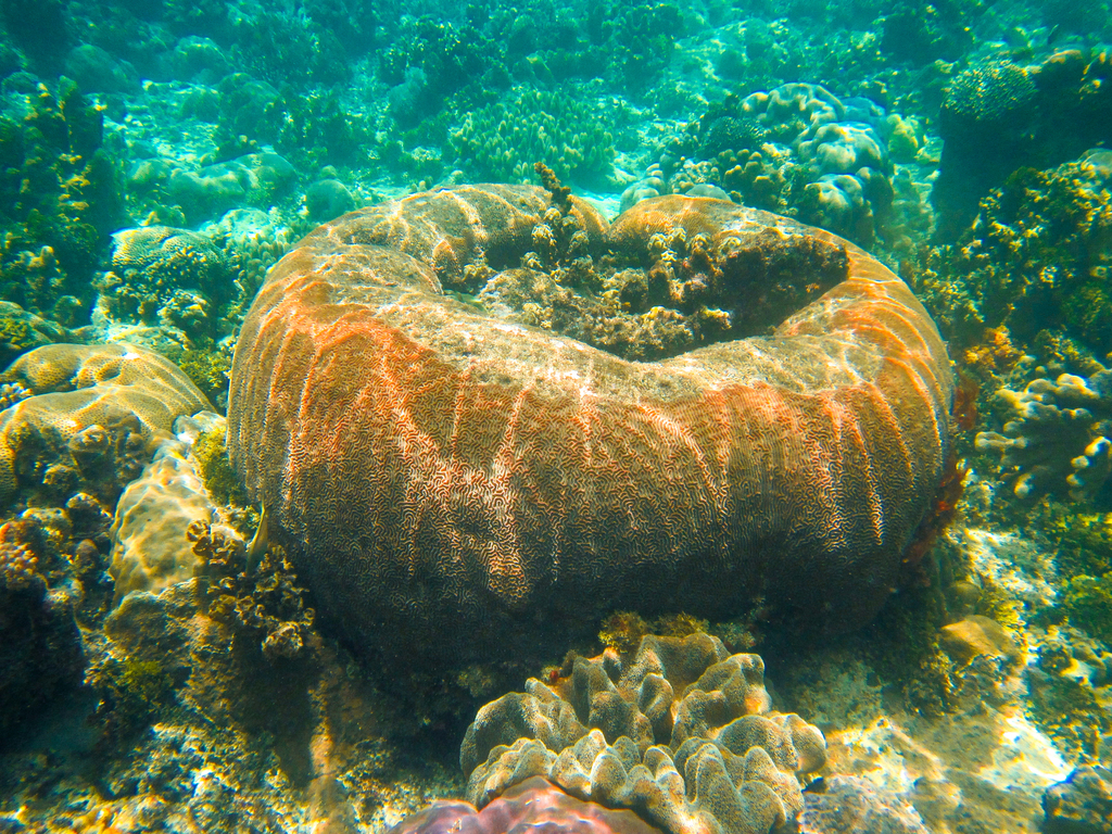 Lesser Valley Coral