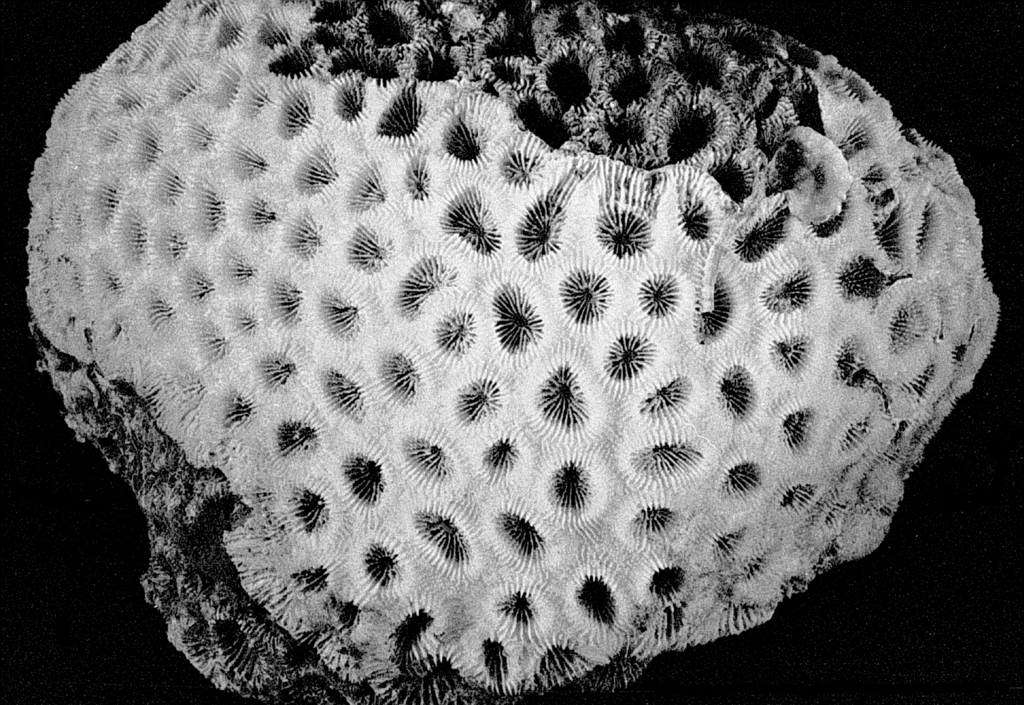 Head Coral