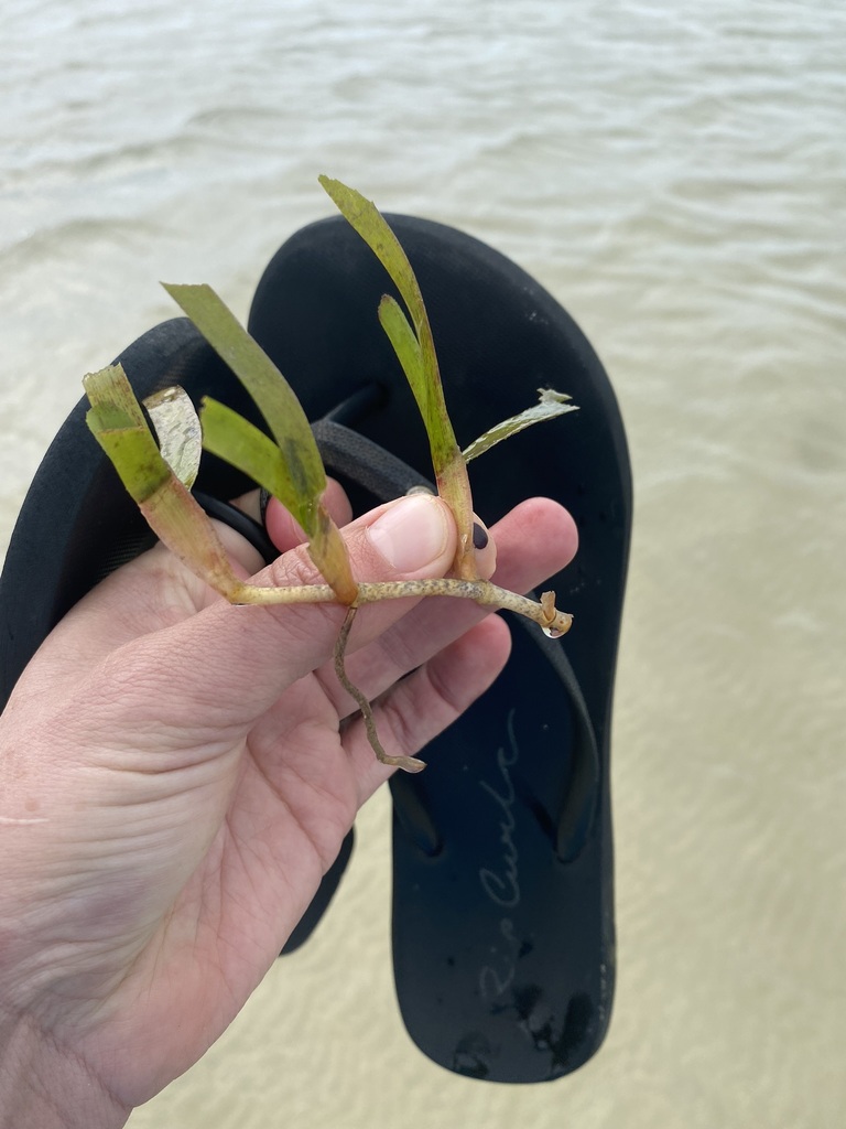 Sickle Seagrass
