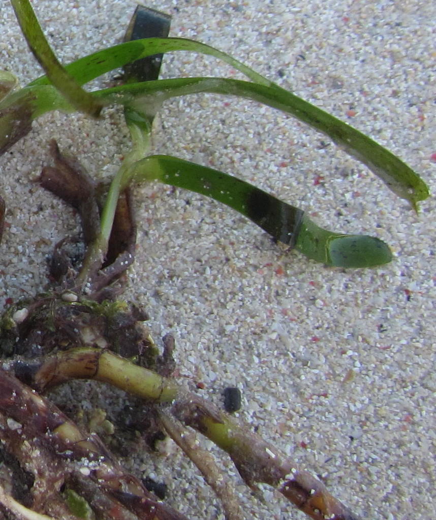 Sickle Seagrass