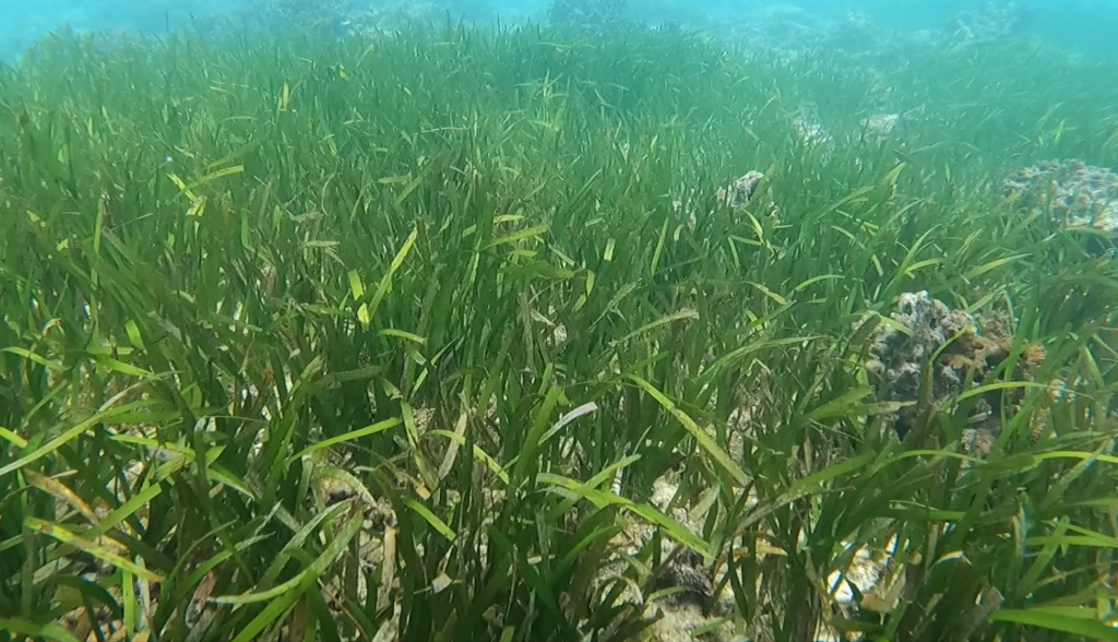 Sickle Seagrass