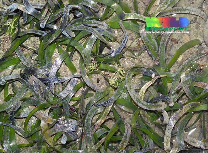 Sickle Seagrass