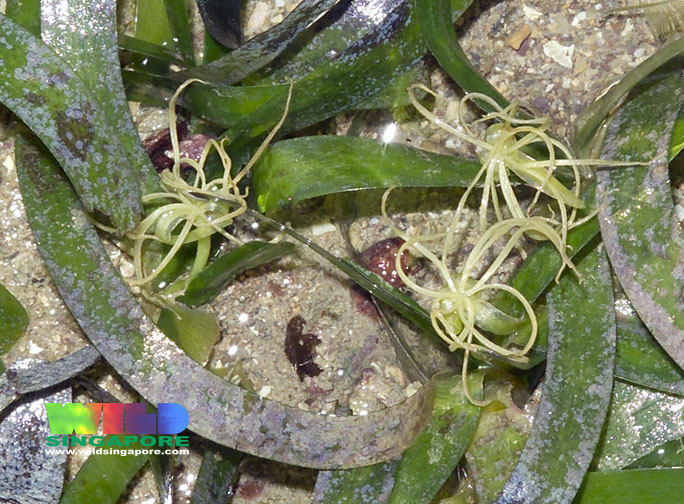 Sickle Seagrass