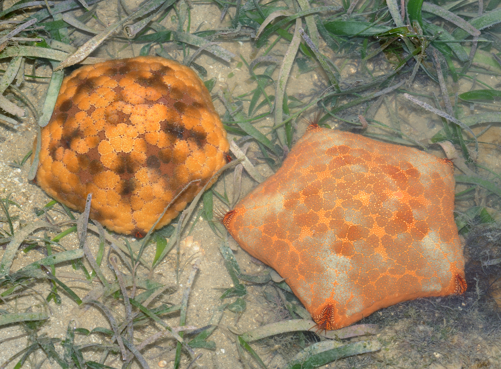 Pillow Cushion Star