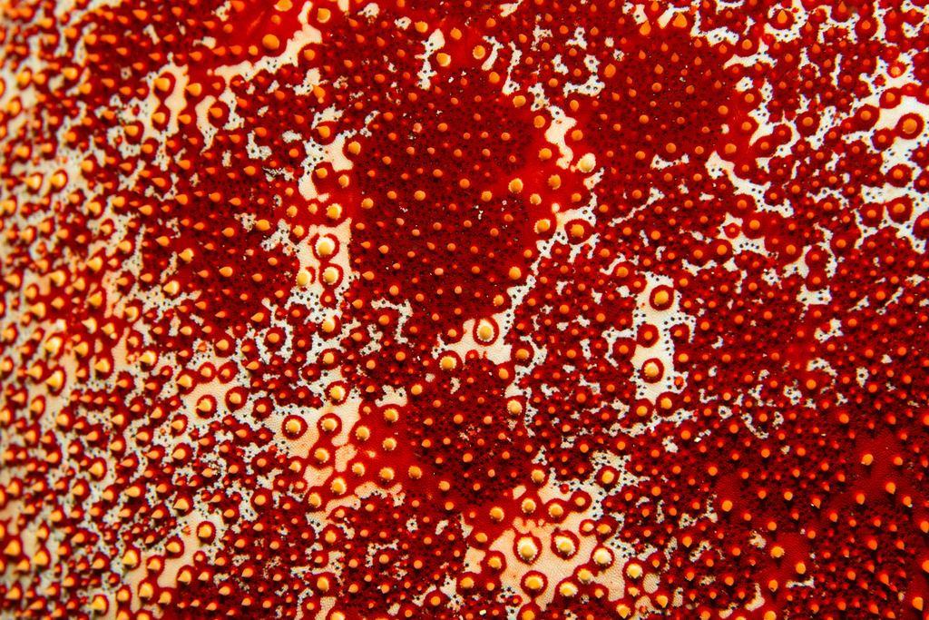 Pillow Cushion Star
