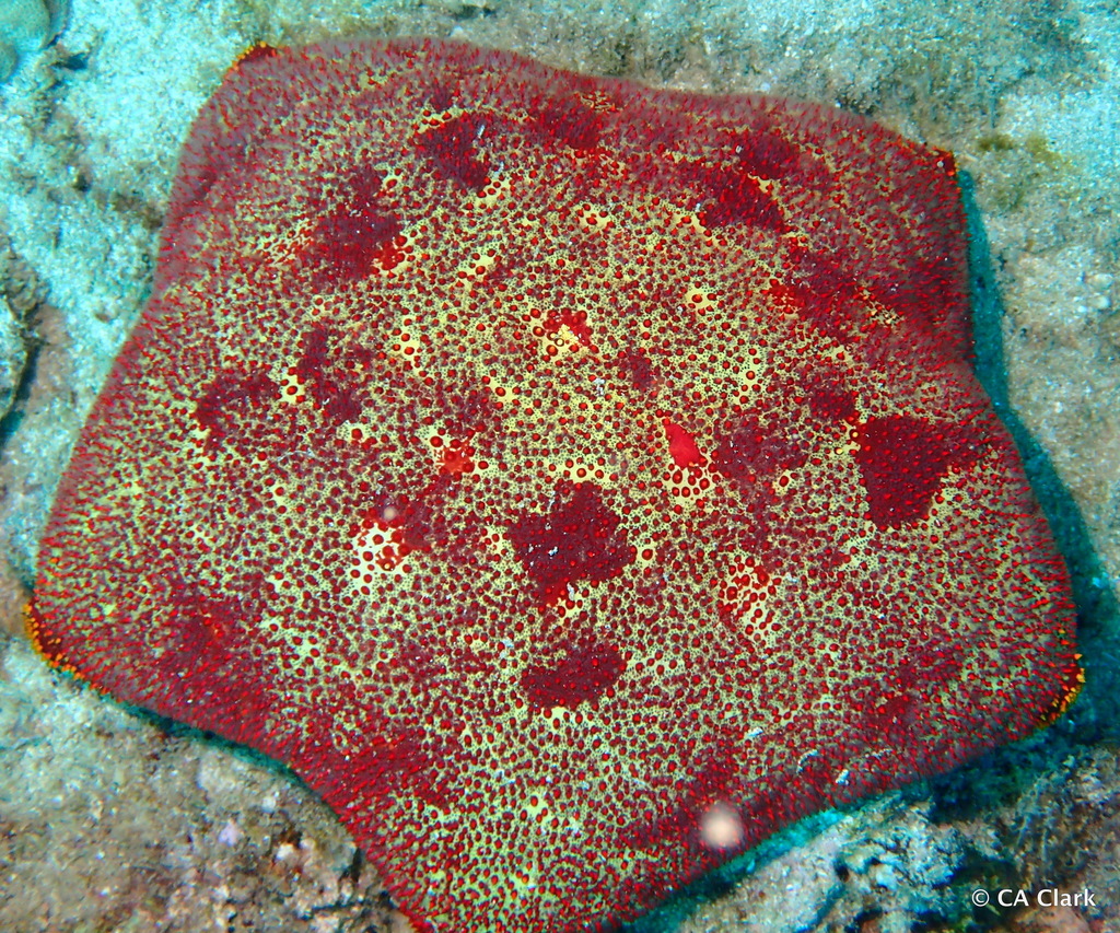 Pillow Cushion Star