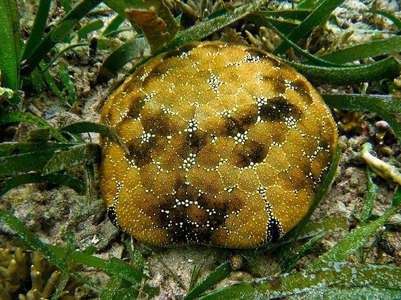 Pillow Cushion Star
