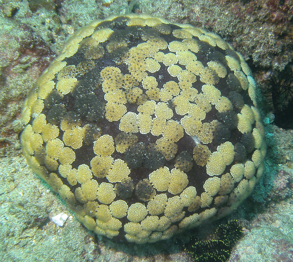 Pillow Cushion Star