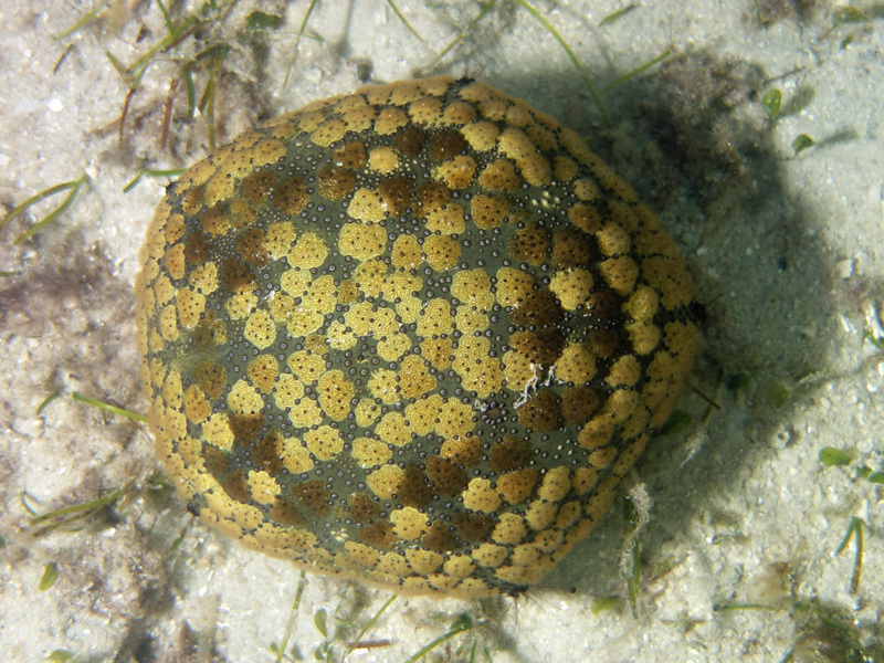 Pillow Cushion Star