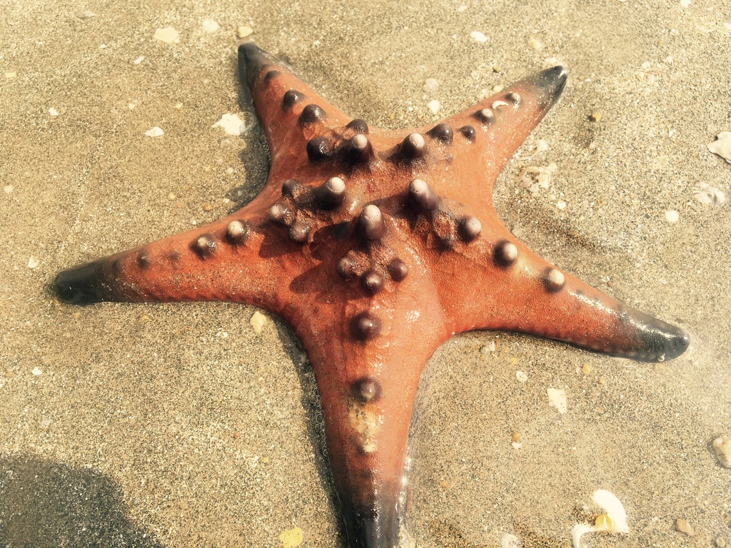 Chocolate Chip Sea Star