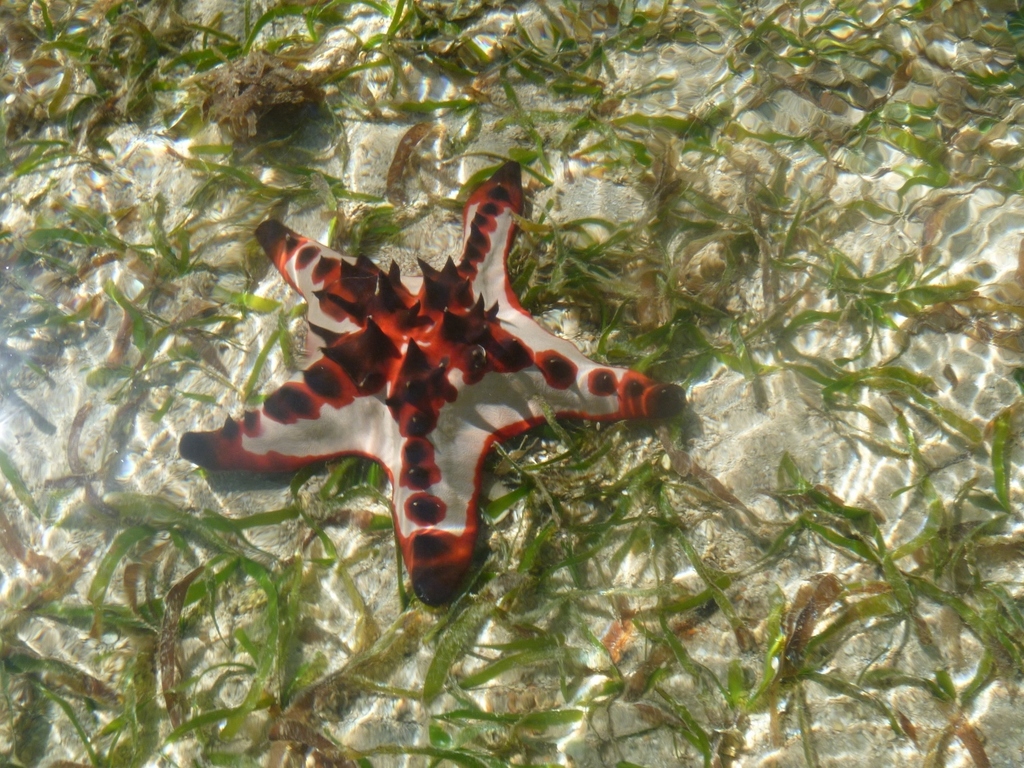 Chocolate Chip Sea Star