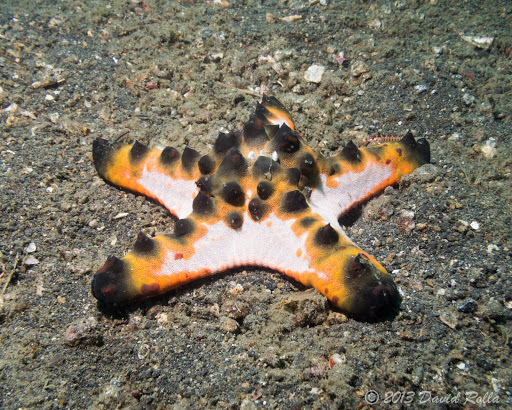 Chocolate Chip Sea Star