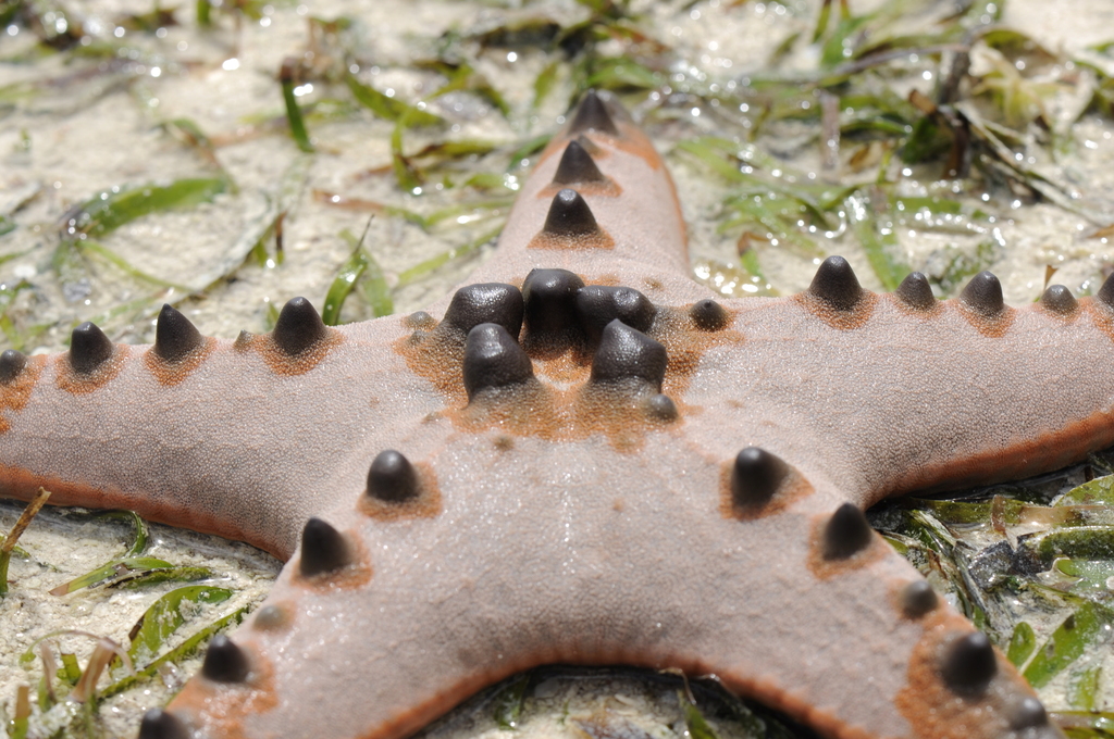 Chocolate Chip Sea Star