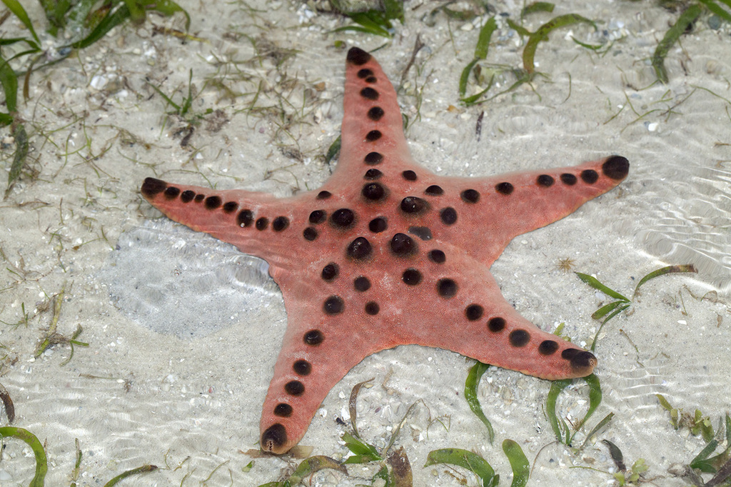 Chocolate Chip Sea Star