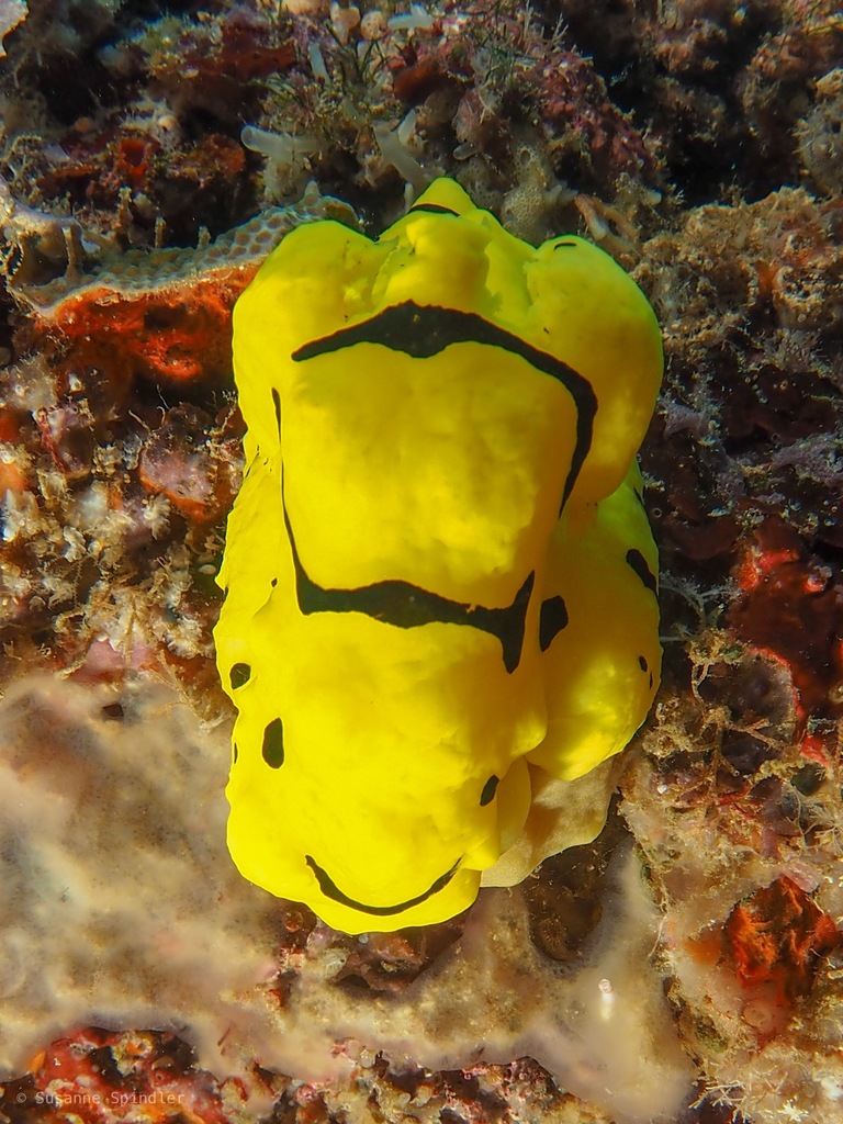 Banana Nudibranch