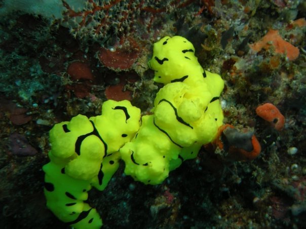 Banana Nudibranch