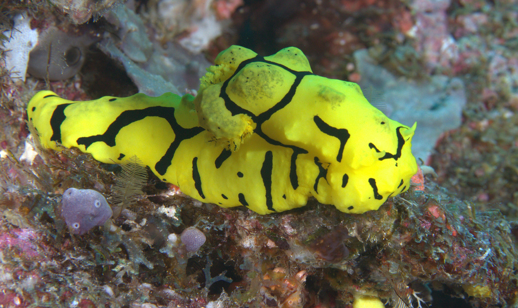 Banana Nudibranch