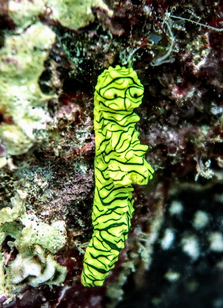 Banana Nudibranch