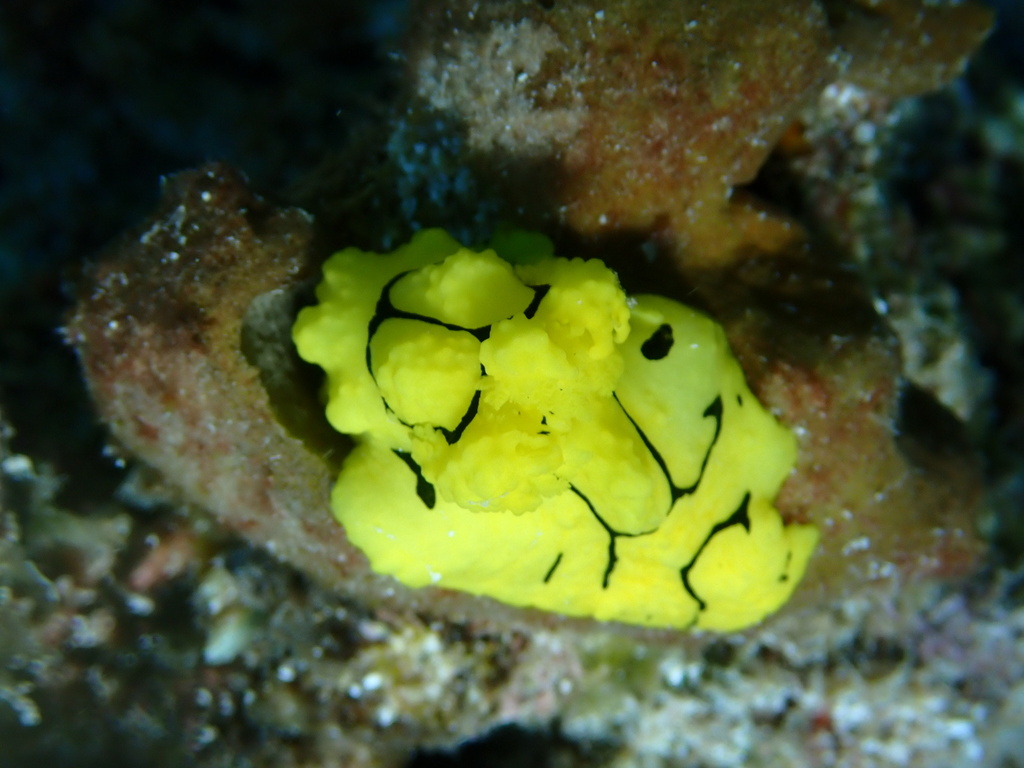 Banana Nudibranch