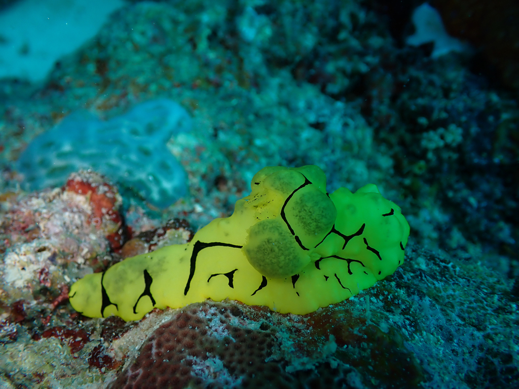 Banana Nudibranch