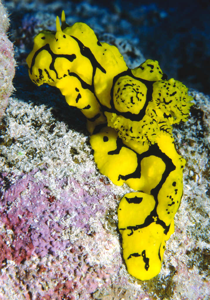 Banana Nudibranch