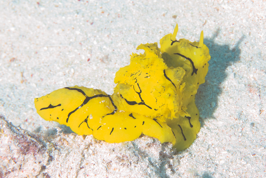 Banana Nudibranch