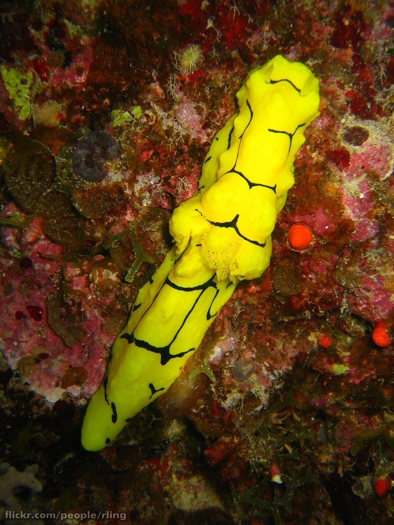 Banana Nudibranch