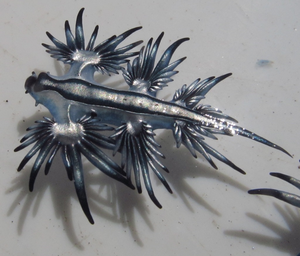 Sea Swallow