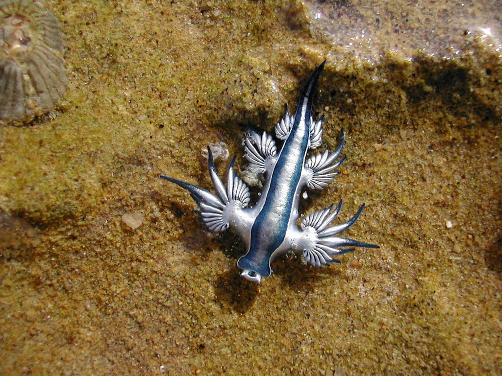 Sea Swallow