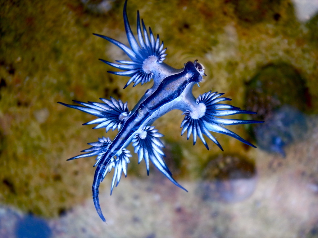 Sea Swallow