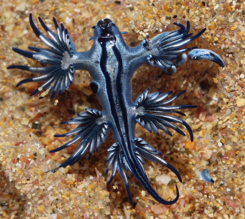 Sea Swallow