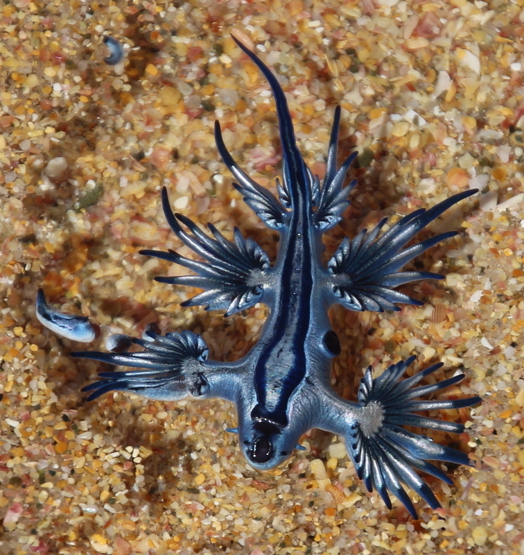 Sea Swallow