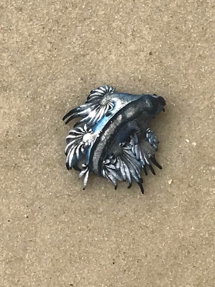 Sea Swallow