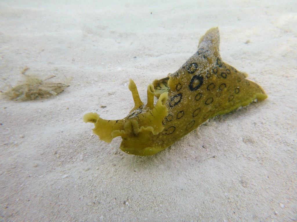 Spotted Seahare