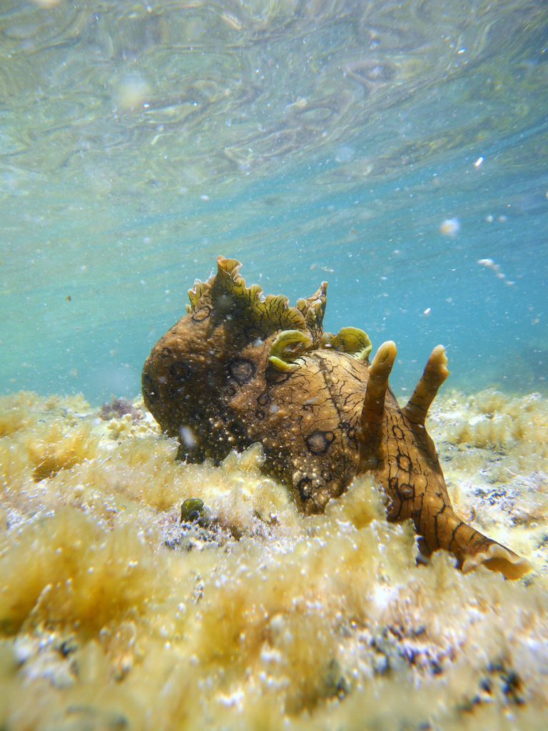 Spotted Seahare