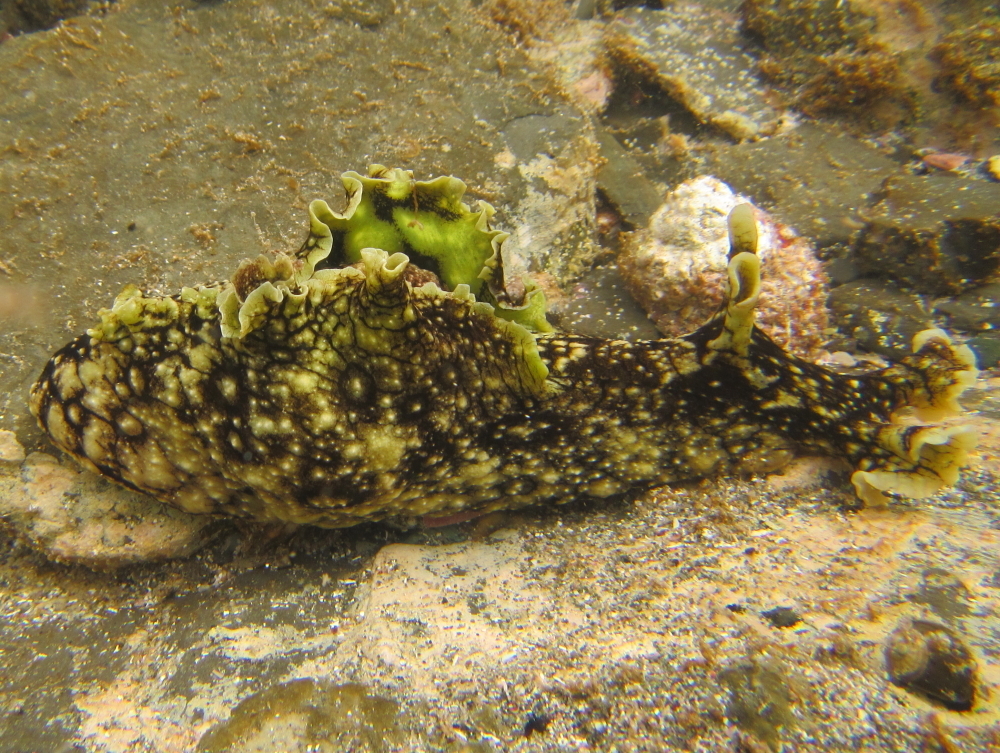 Spotted Seahare