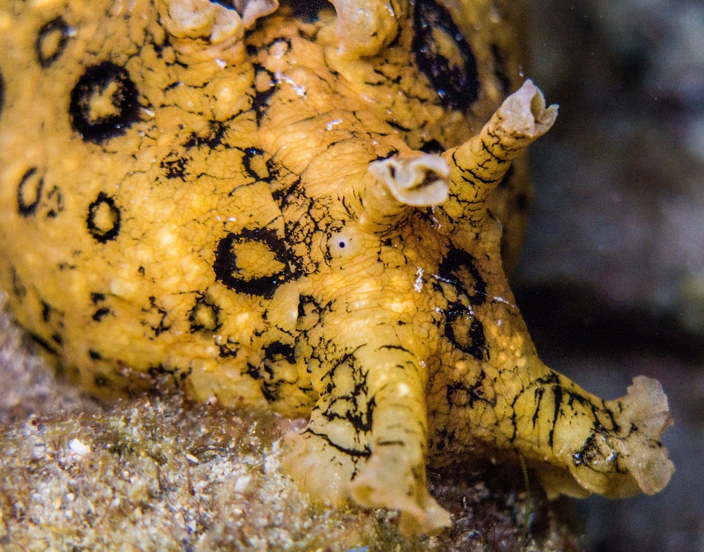 Spotted Seahare