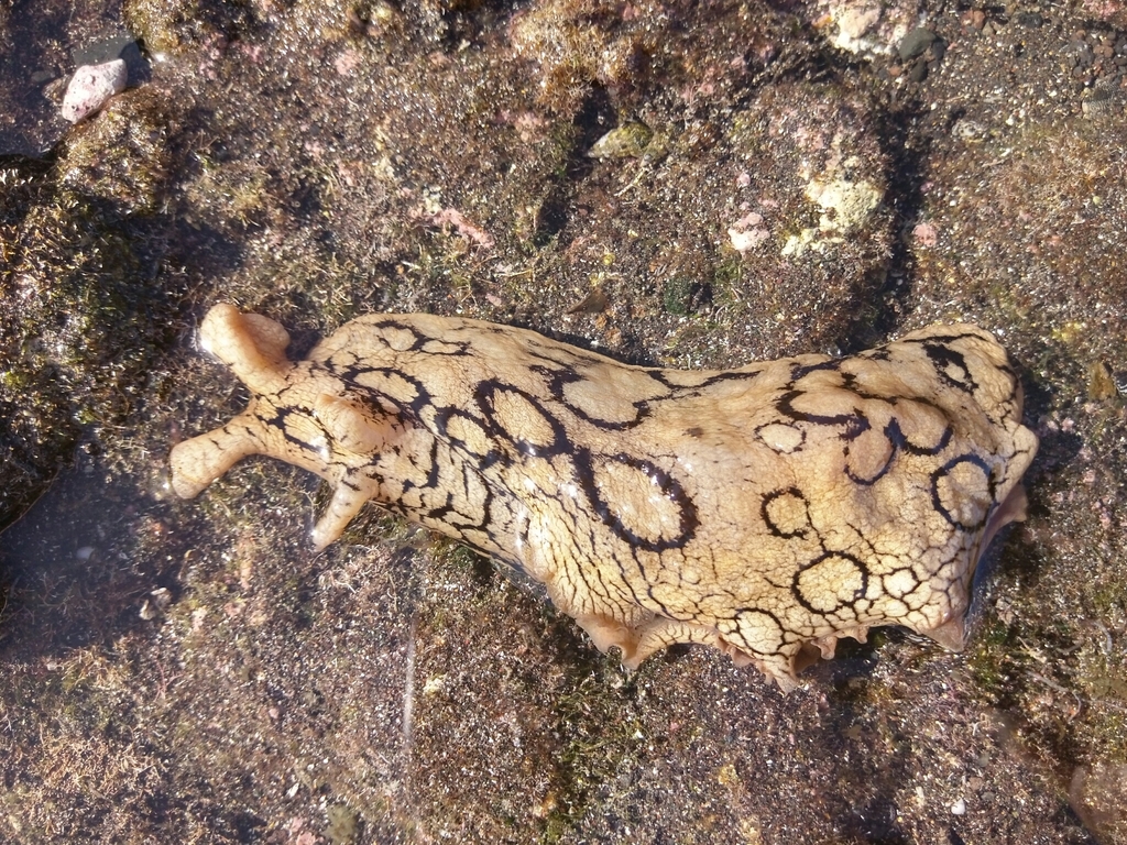 Spotted Seahare