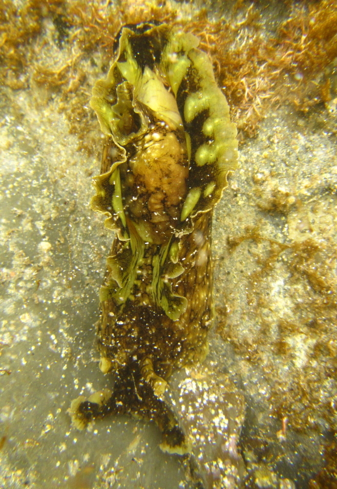 Spotted Seahare