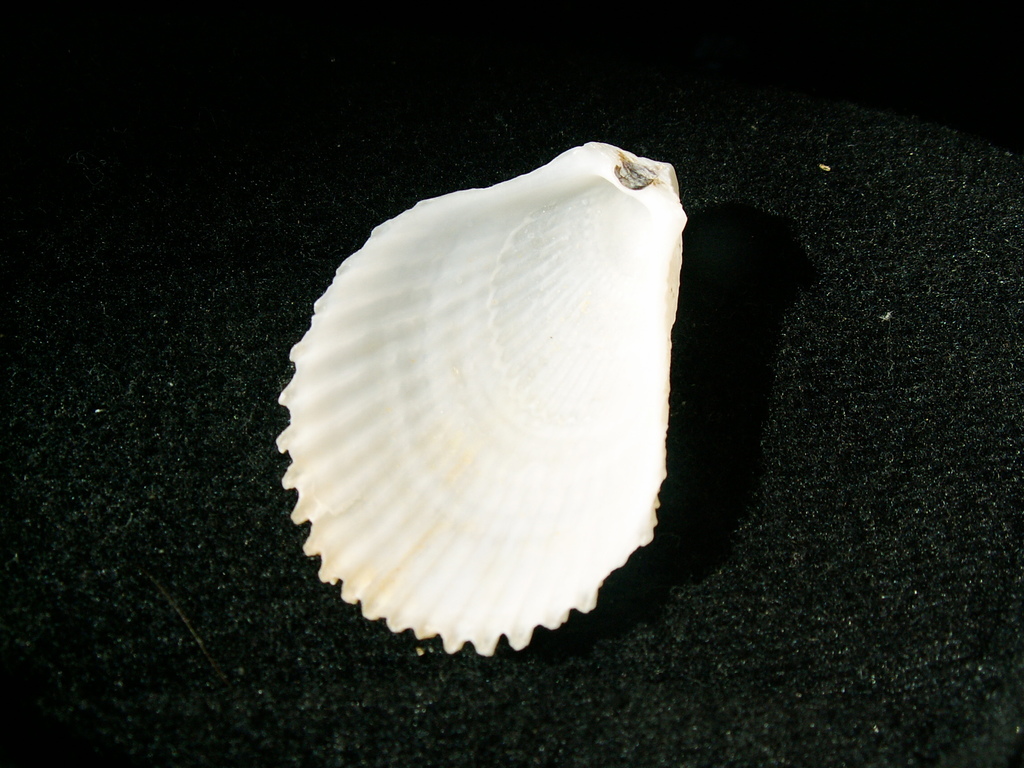 Spiny File Clam