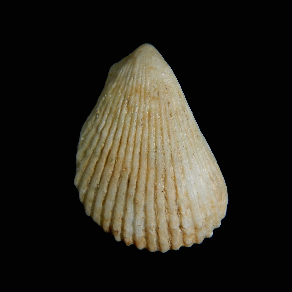 Spiny File Clam
