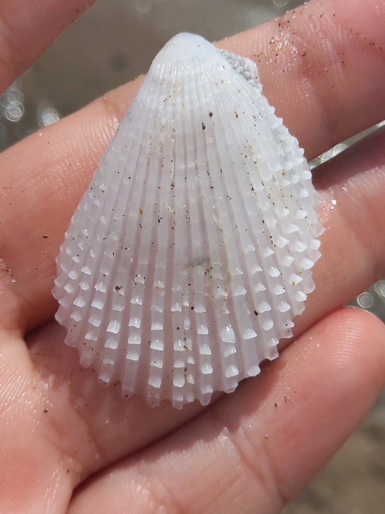 Spiny File Clam