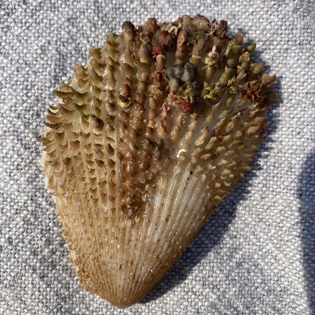 Spiny File Clam