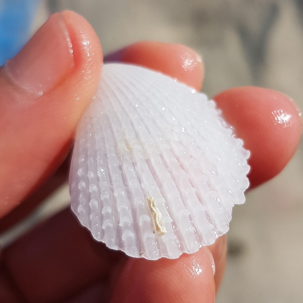 Spiny File Clam