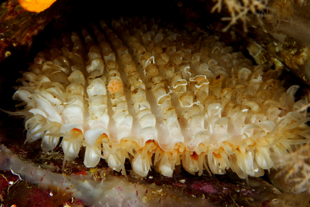 Spiny File Clam