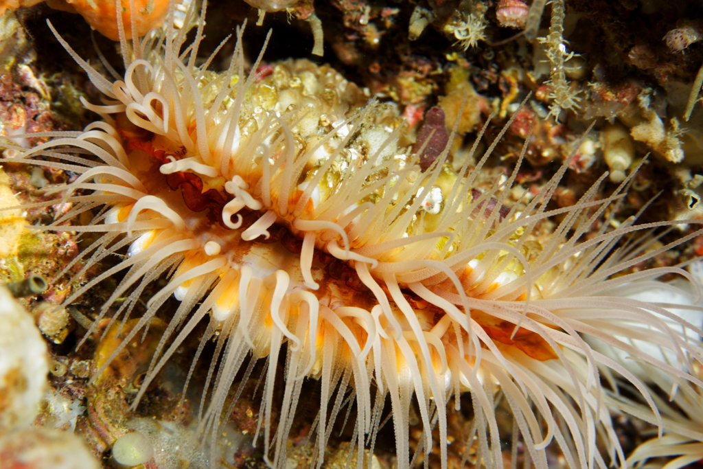 Spiny File Clam