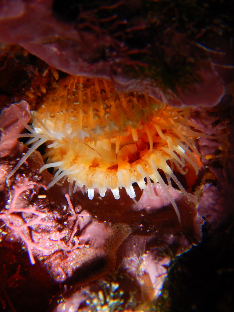 Spiny File Clam