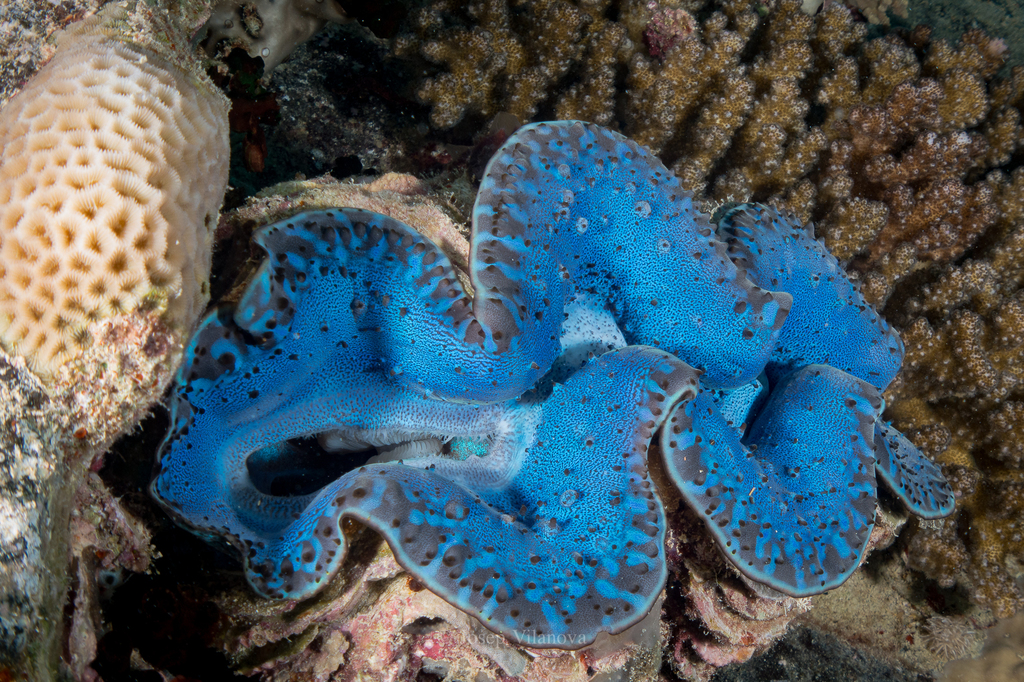 Small Giant Clam