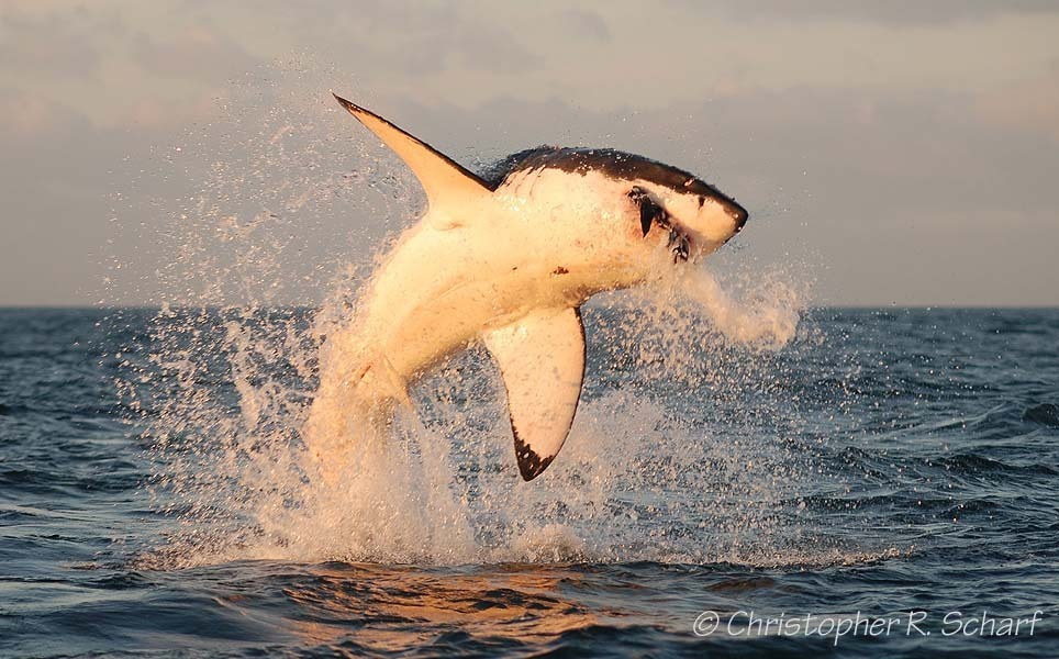 Great White Shark