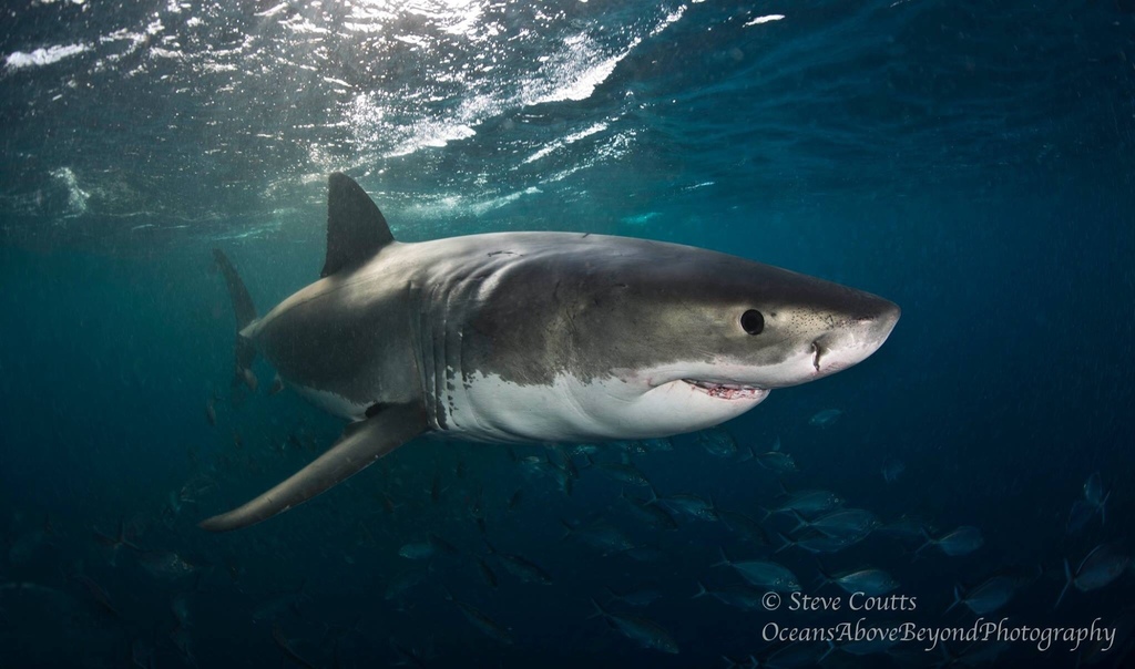Great White Shark